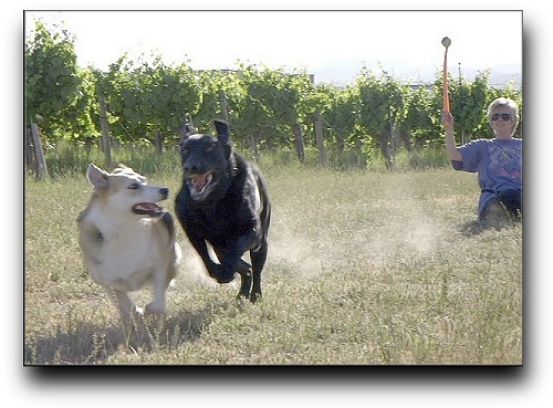 Bailey & Nasdaq on the run