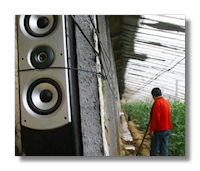 Chinese farmer plyaing Beethoven for his Watermelons